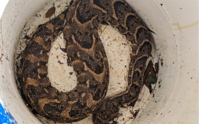 Snake release
