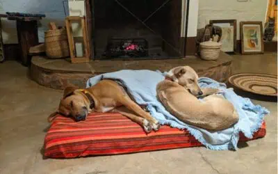 The first dog run…