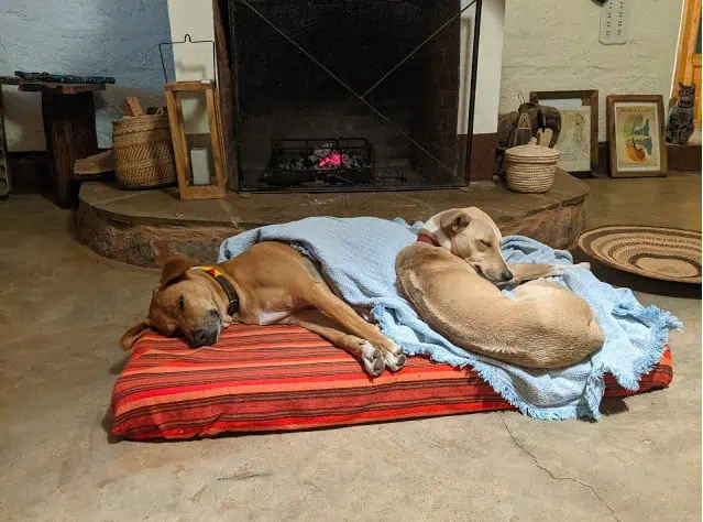 The first dog run…