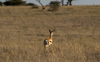 Walking Safari
