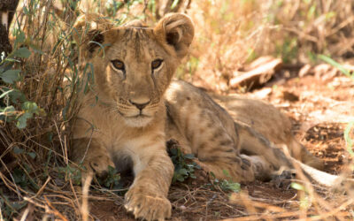 Lions and lead free dog walk