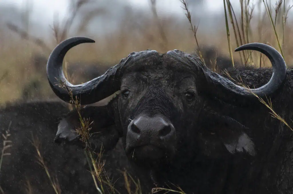 Buff in the Rain