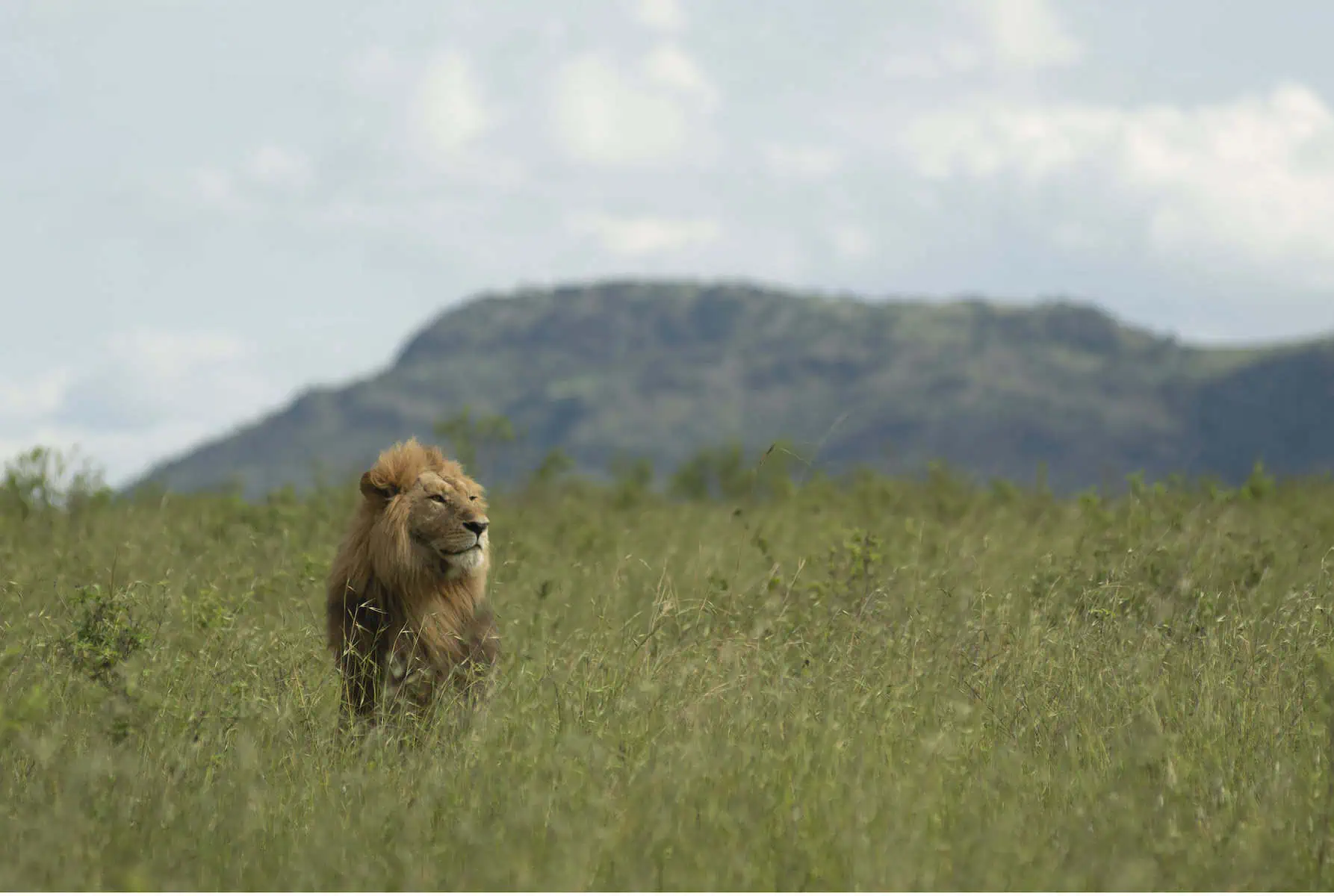 A lion in the masai mara