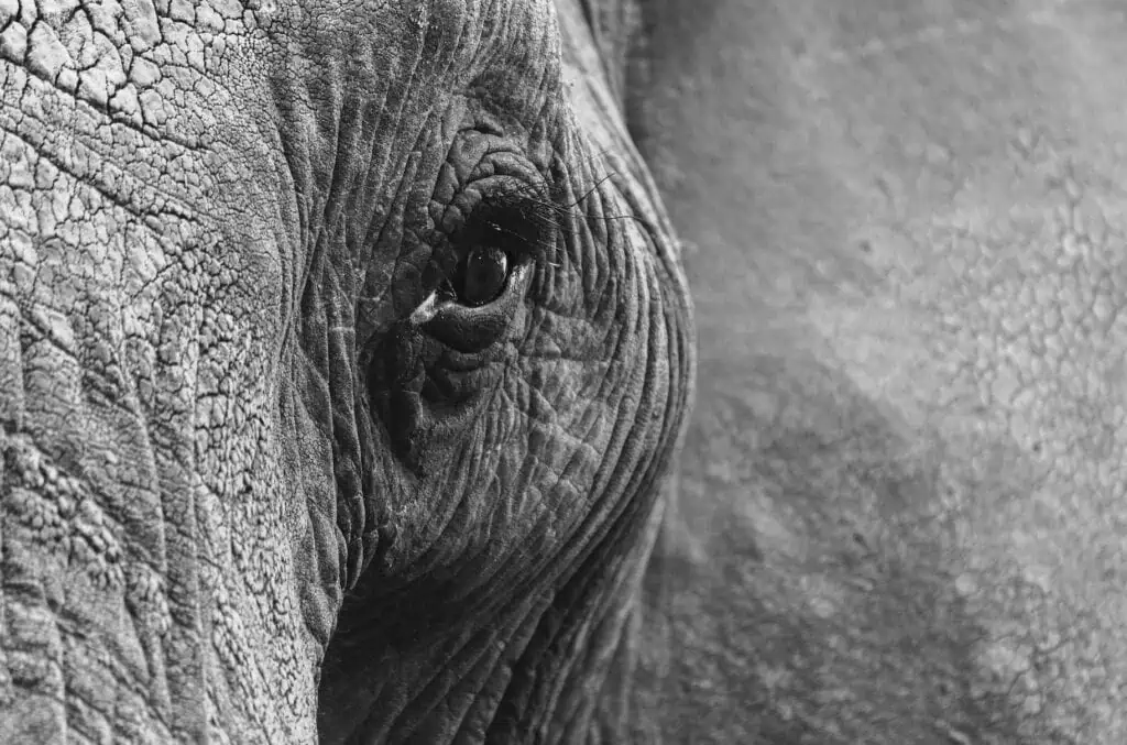 elephant eye 