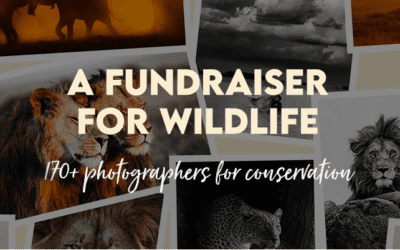 Prints For Wildlife, a Fundraiser for Wildlife