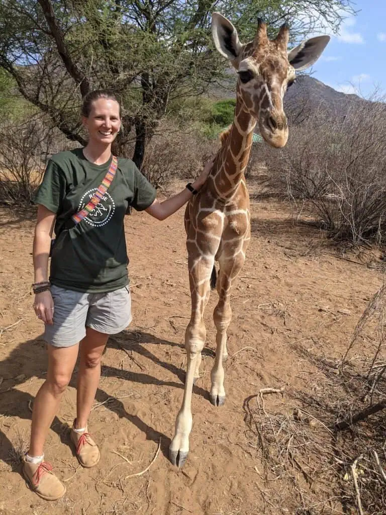 A baby giraffe and a lady