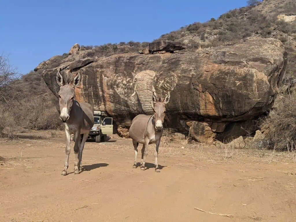 elephant mural and donkeys