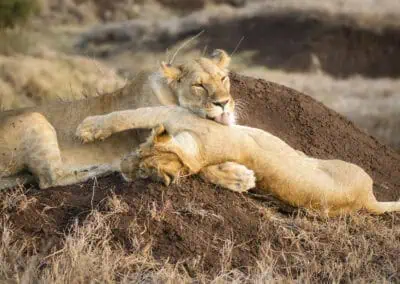 Safari content creation services