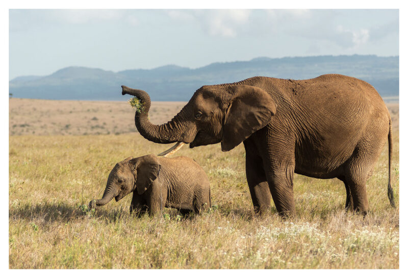 Mother and Baby