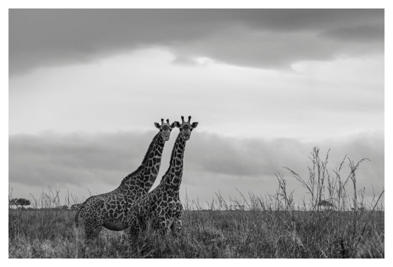 Giraffe Pair