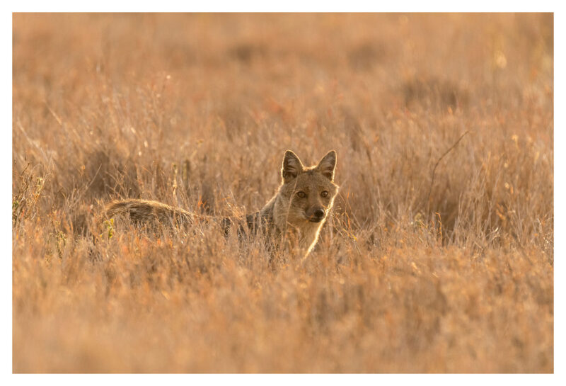Jackal Spy