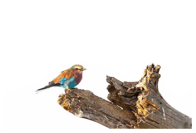Lilac Breasted Roller