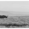 Rhino Lewa