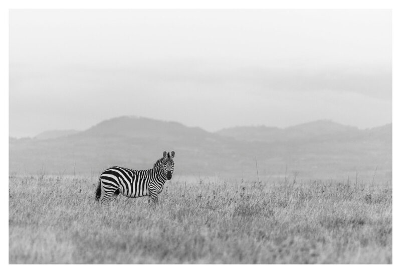 Zebra Lewa