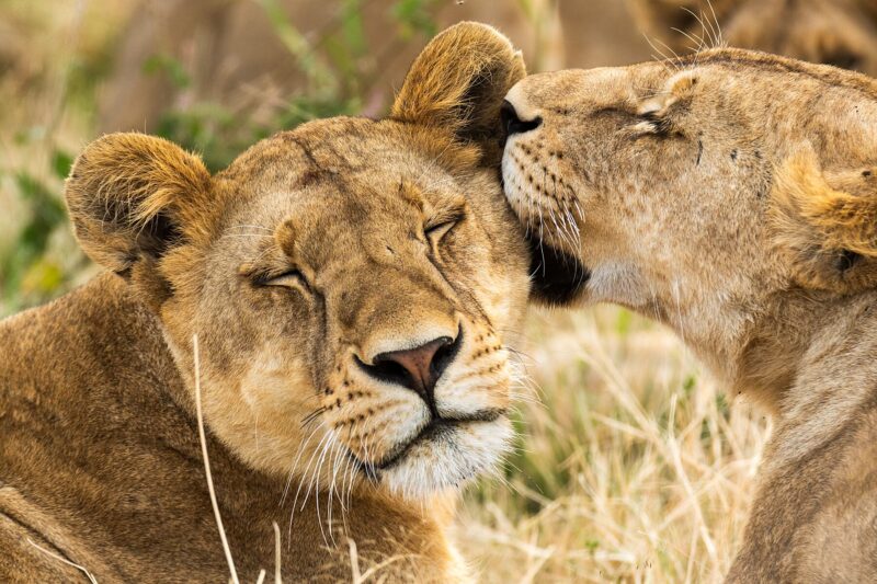 lioness' bonding