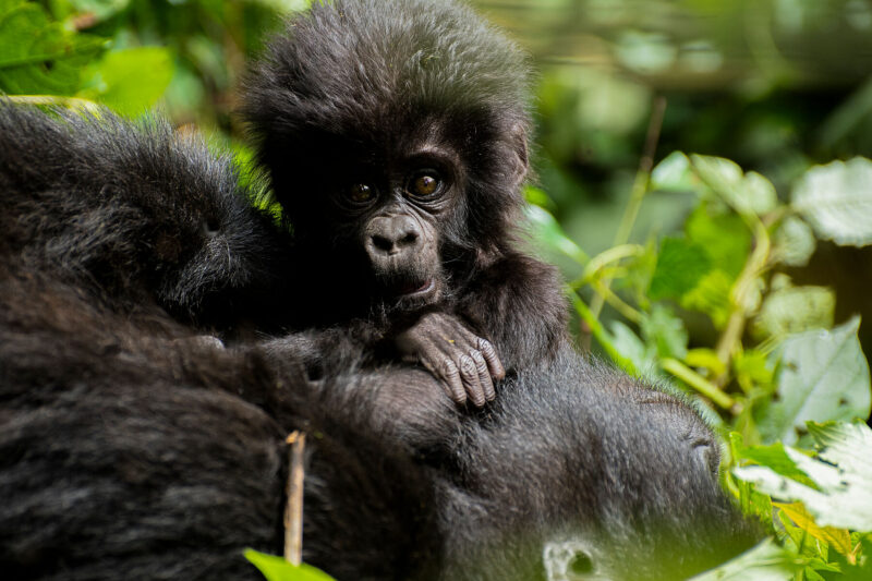 gorilla baby