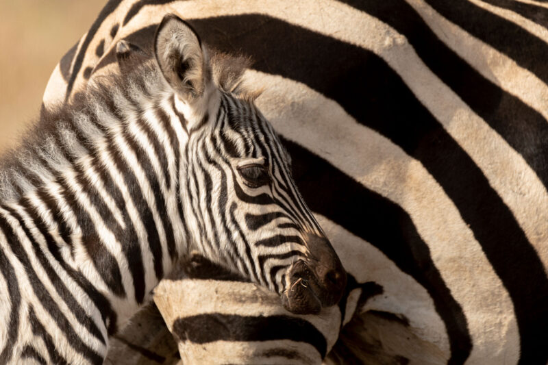 Mini Stripes