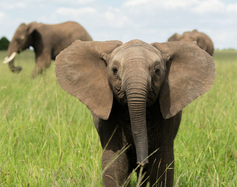 Dumbo