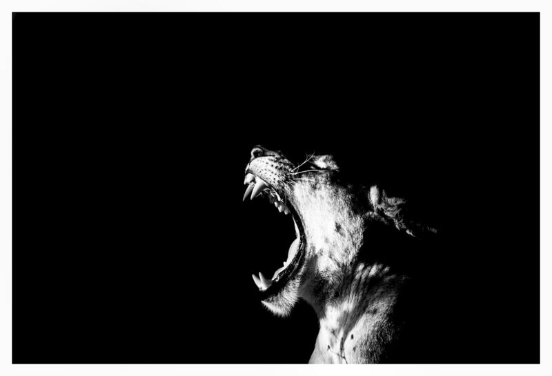 Roar