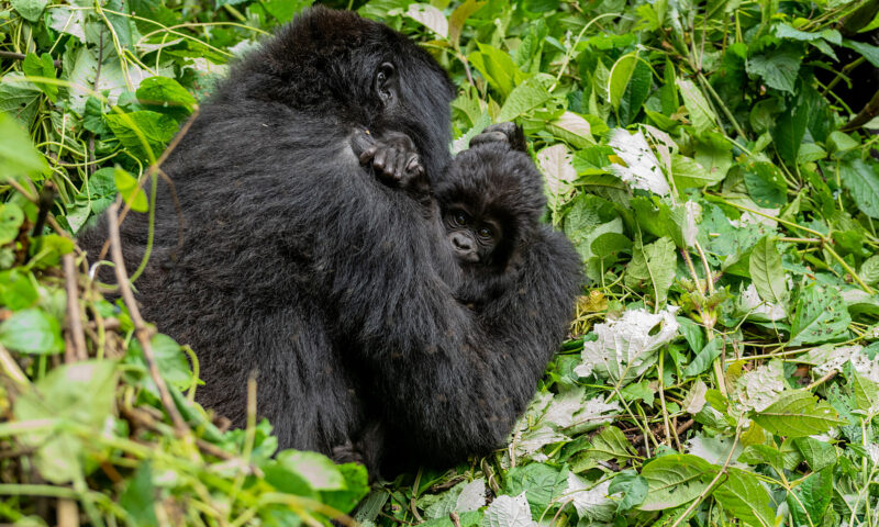 In Mum's Arms