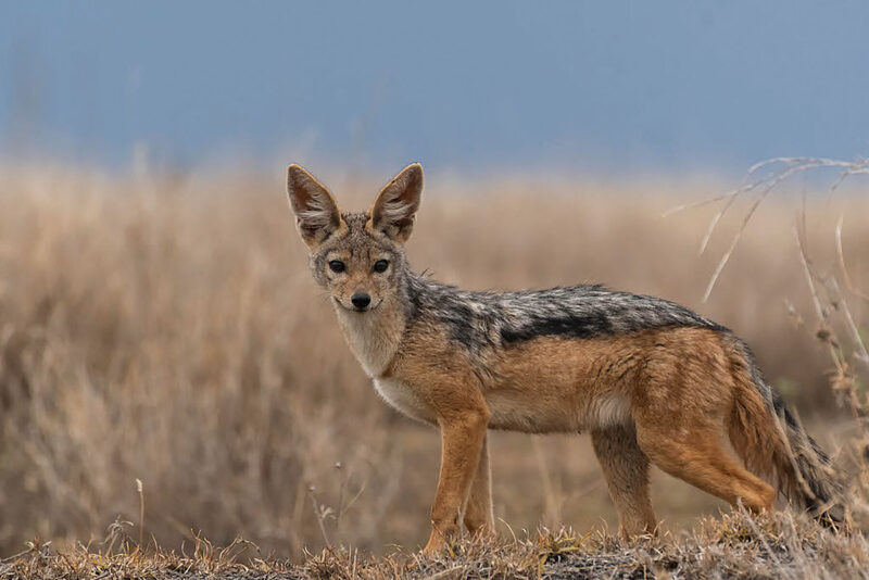 Cub