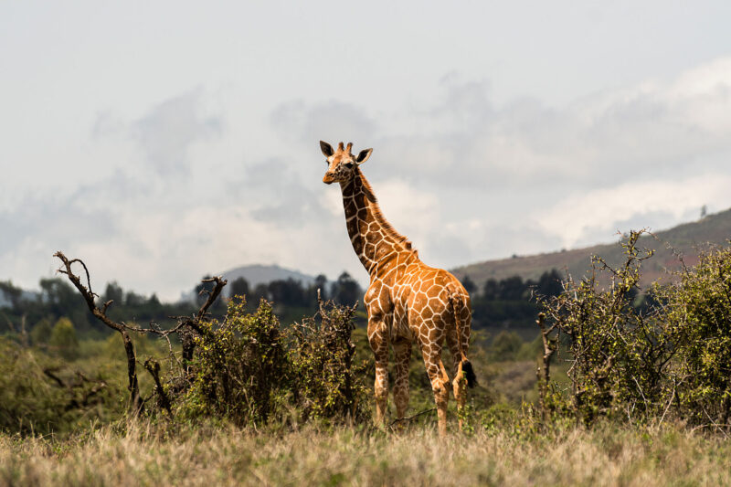 young giraffe