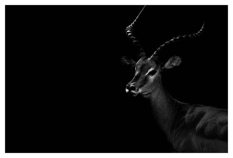 Stag