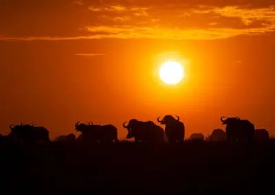 ultimate safari calendar for safari businesses