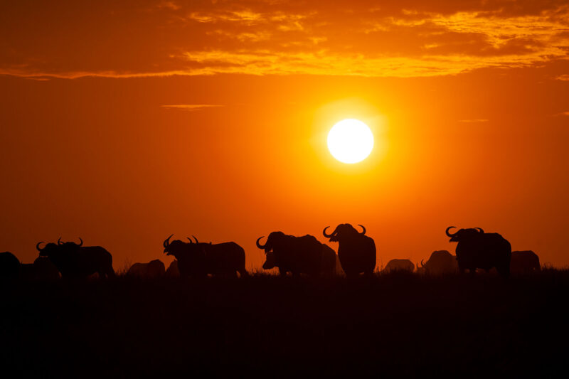 ultimate safari calendar for safari businesses