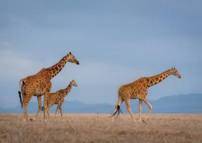 3 giraffe walking