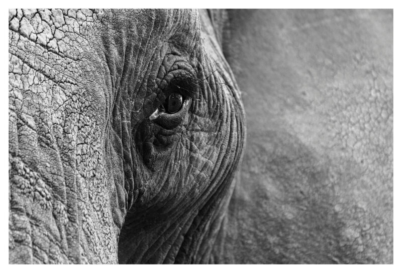 Elephant Eye