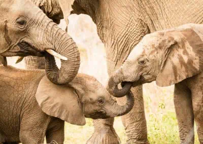 3 elephants together
