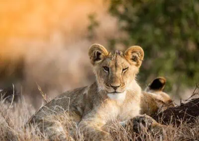 lion cub