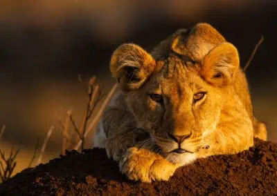 young lion cub