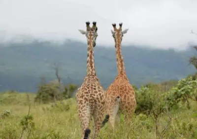 two giraffes arusha National park