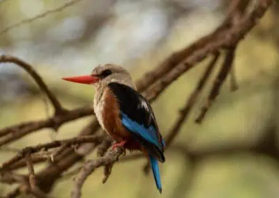 Kingfisher