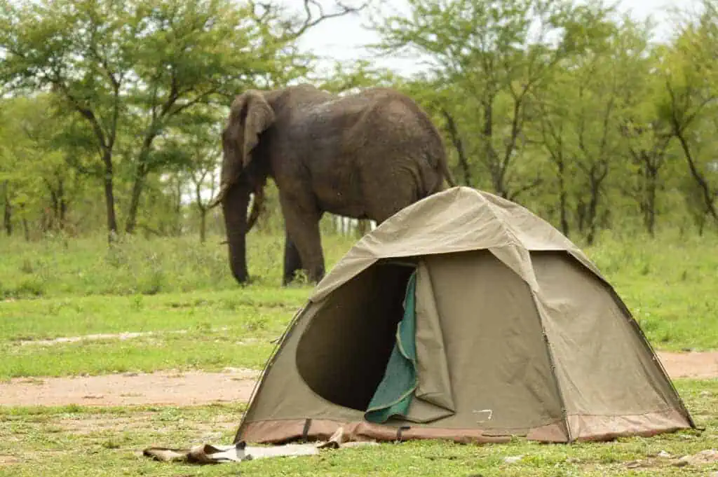Camping safari