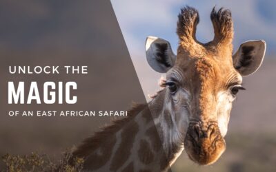 Unlock the Magic of an East African Safari!