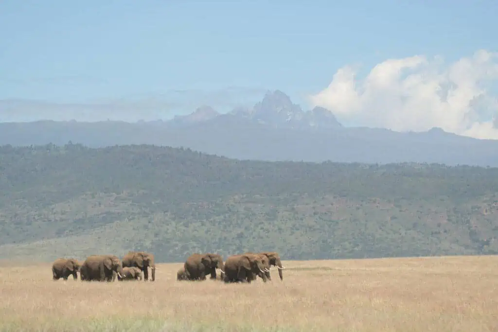 Elephants walking infront of Mt Kenya 