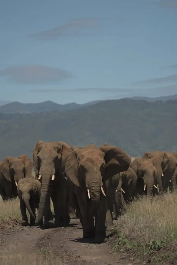 Elephants walking in a line