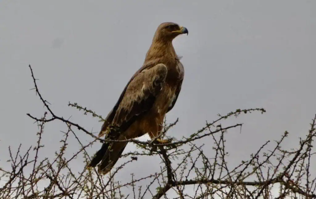 Majestic brown eagle perched on a thorny tree branch against a cloudy sky, showcasing Africa's diverse birdlife and wildlife safari opportunities.