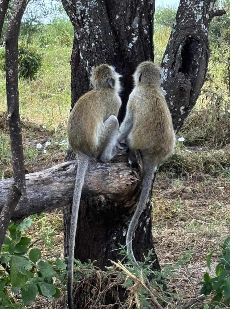 Young baboons sitting on a fallen tree trunk in a natural woodland setting, highlighting African wildlife and animal behavior.