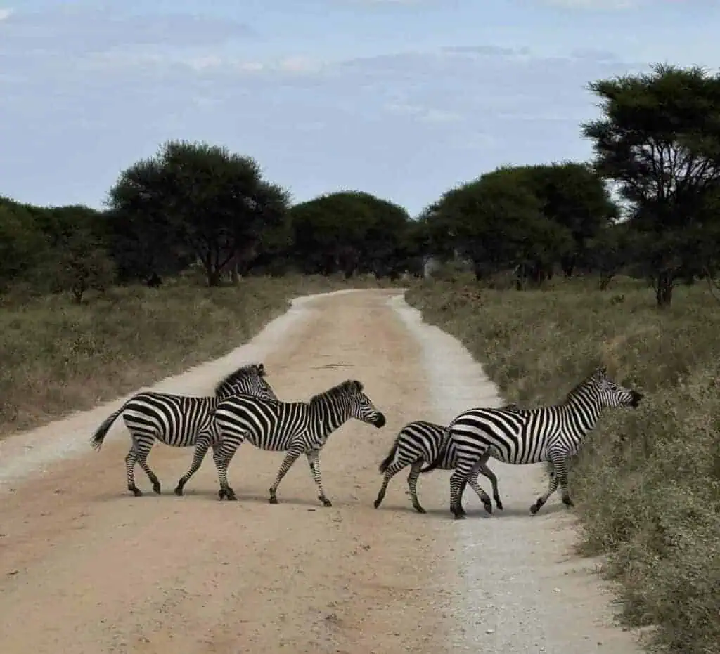 Zebras walking across a dirt road in an African savannah landscape, showcasing wildlife safaris.