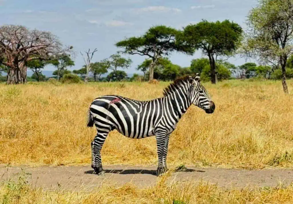 Striped zebra standing in the African savannah with acacia trees in the background, showcasing wildlife safari in Africa.