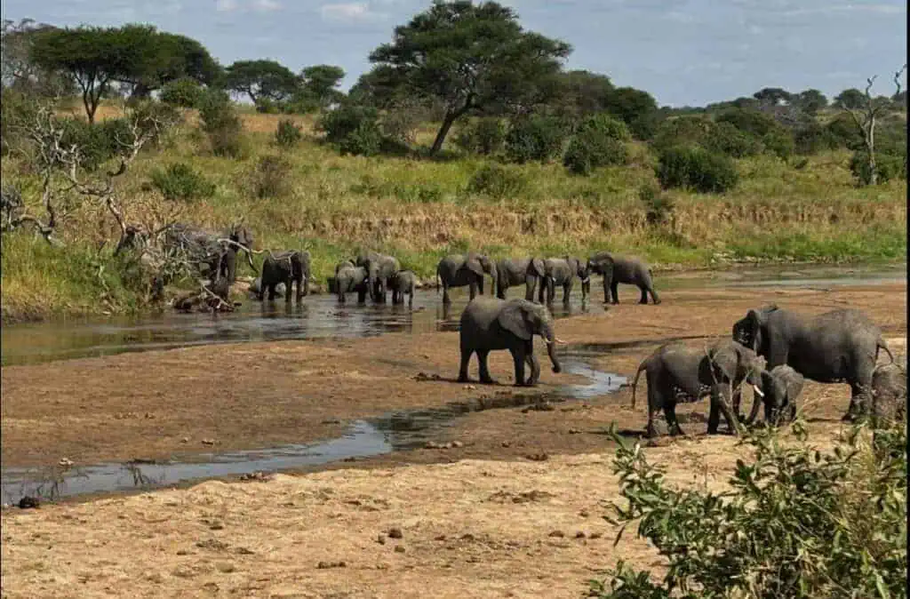 Family of elephants crossing a watering hole in an African savannah landscape, surrounded by lush trees and open grassland, offering an authentic African safari experience.