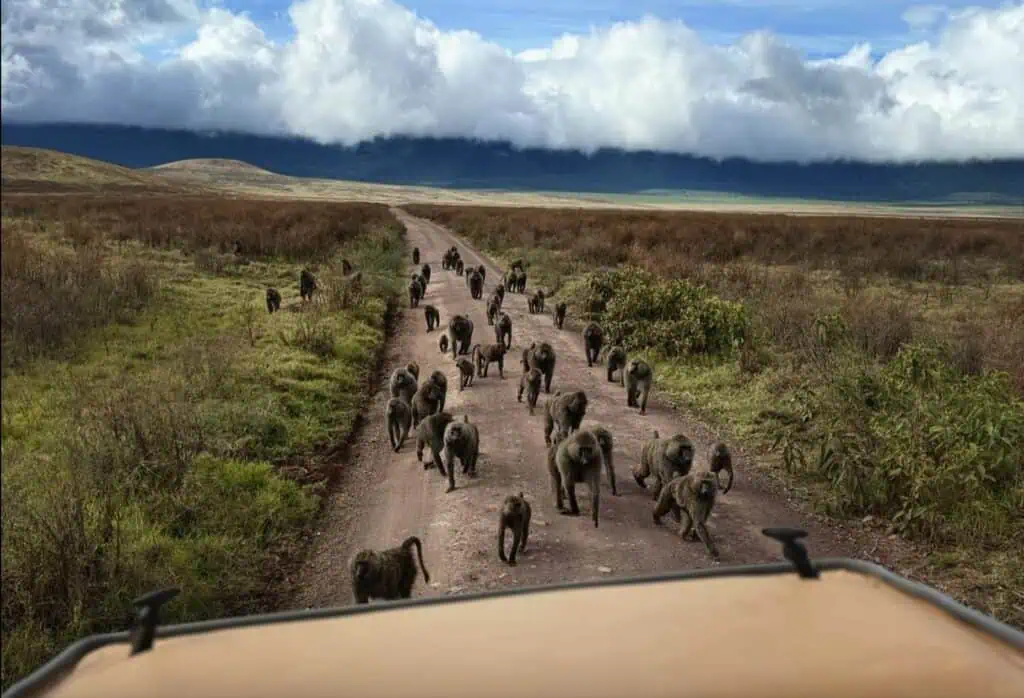 Baboons on the road Ngorongoro crater