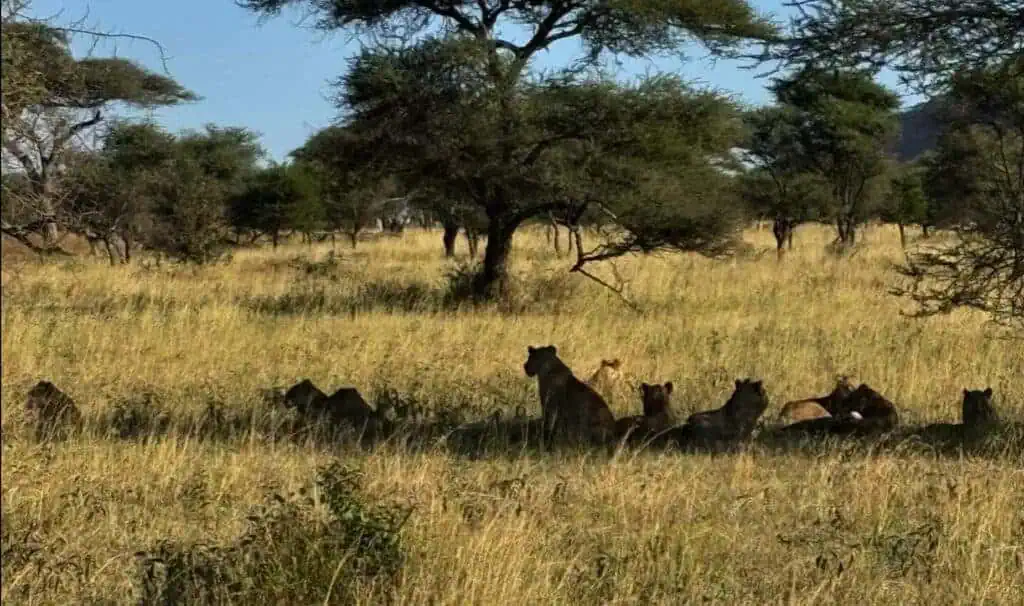 Lush African savannah with a pride of lions resting under a shady tree, showcasing wildlife safari adventure and authentic Africa safari experience.