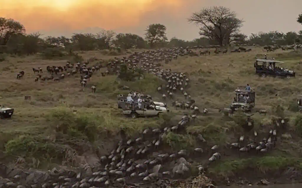 Herd of wildebeests and zebras crossing the savannah during an African safari, with safari vehicles and tour guides observing wildlife at sunset in Tanzania, Africa.