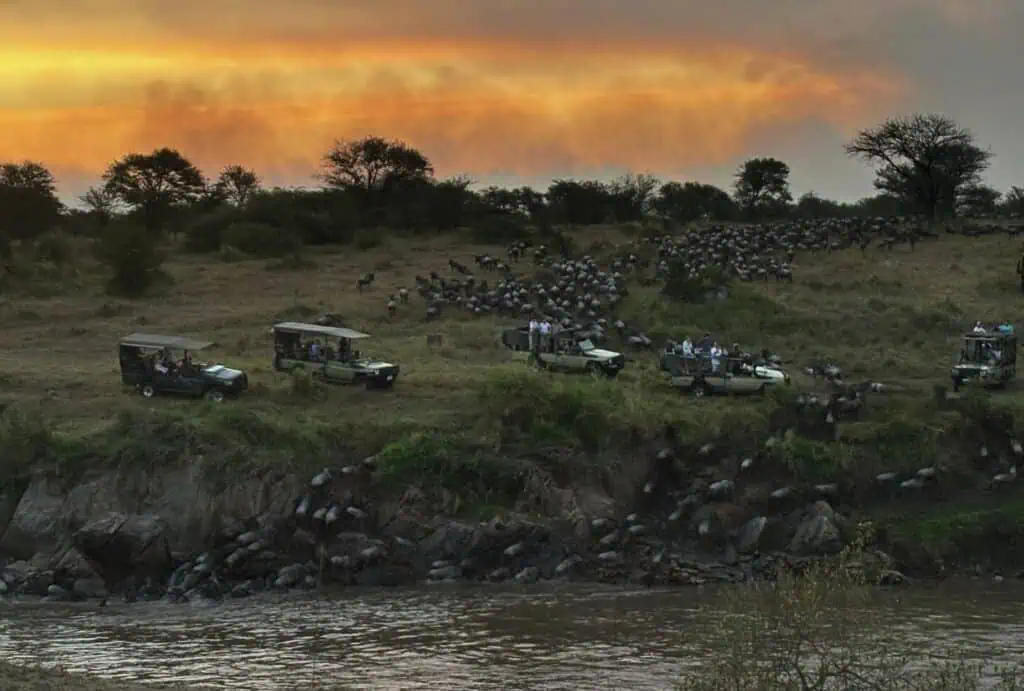 Hunting for wildlife: guided safari vehicles observing large herds of animals during sunset in an African wilderness.