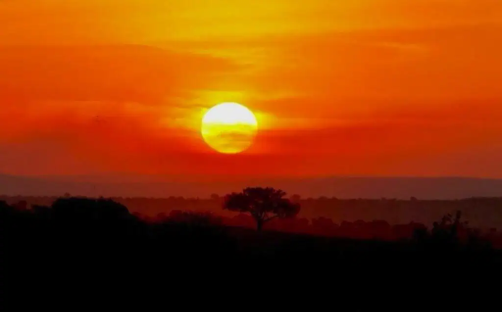 Golden sunset over African savannah with silhouetted trees, perfect for African safari and wildlife photography.
